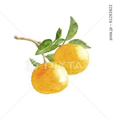 ハッサク 葉枝付き 八朔 果物 素材 白背景 コピースペースあり 水彩イラスト のイラスト素材