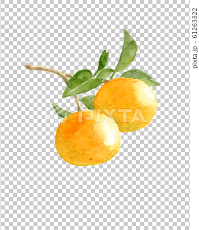 Hassaku with leaf branches Hachisaku Fruit Material White background With copy space [Watercolor illustration] 61263822
