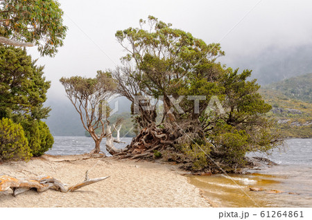 Twisted bushes - Cradle Mountain Twisted bushes - Cradle Mountain 61264861