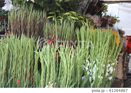 スウェーデンの花市場 スウェーデンの花市場 61264867