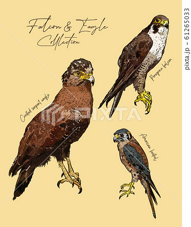 Falcon And Eagle Hand Draw Sketch Vector のイラスト素材