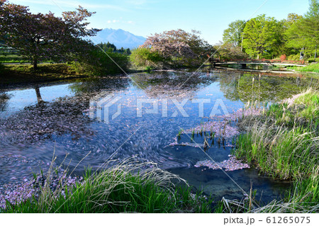 北杜市白州町、ベルガ公園の池に散った八重桜の花びら流れる 北杜市白州町、ベルガ公園の池に散った八重桜の花びら流れる 61265075