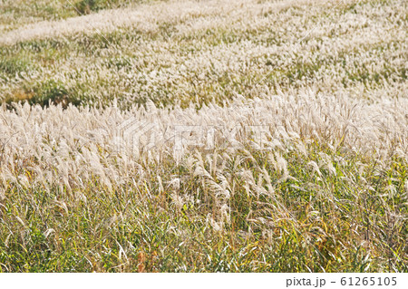 箱根 仙石原 ススキ 箱根 仙石原 ススキ 61265105