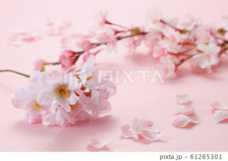 桜 スタジオ撮影 桜 スタジオ撮影 61265301