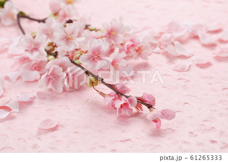 桜　スタジオ撮影 61265333