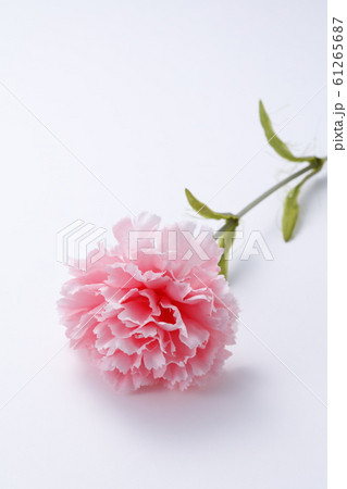 カーネーション 母の日 イメージ カーネーション 母の日 イメージ 61265687