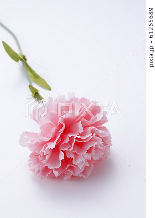 カーネーション 母の日 イメージ カーネーション 母の日 イメージ 61265689