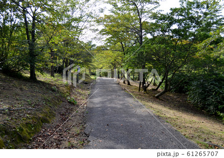 森の小径(柳田植物公園) 森の小径(柳田植物公園) 61265707