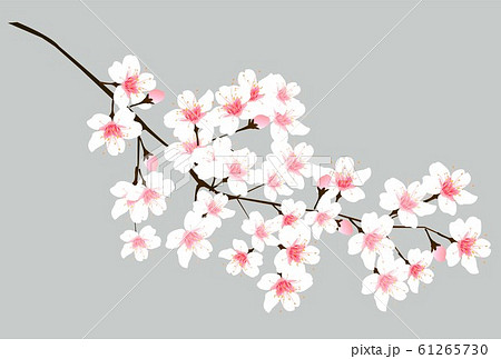 桜 春 花 アイコンのイラスト素材
