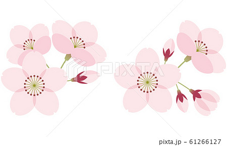 さくら　花　春　セット 61266127