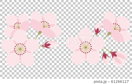さくら　花　春　セット 61266127