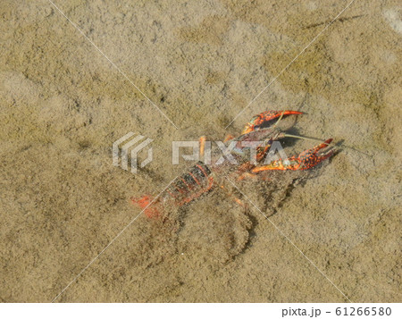 ザリガニ ザリガニ 61266580