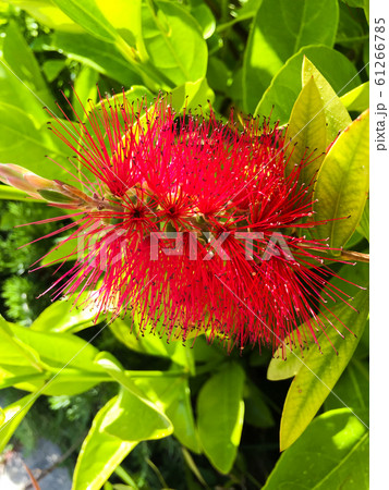 Flower bottlebrush Flower bottlebrush 61266785