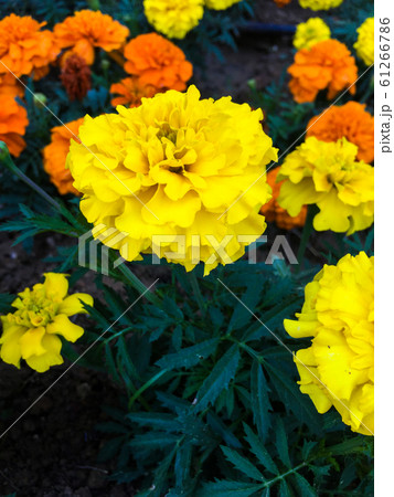 Yellow dandelion flowers Yellow dandelion flowers 61266786