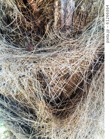 Dry grass Dry grass 61266864