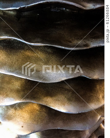 mushrooms background mushrooms background 61266884