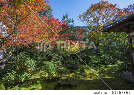 京都　西明寺の紅葉 61267365