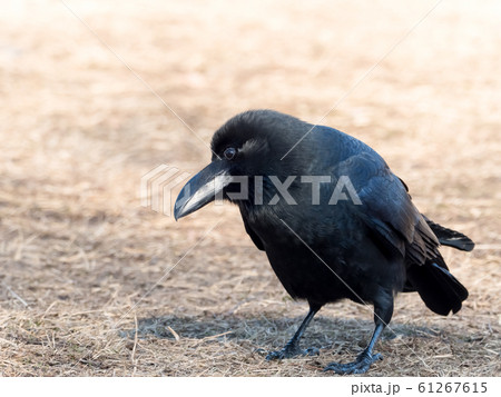 ハシブトガラス 61267615