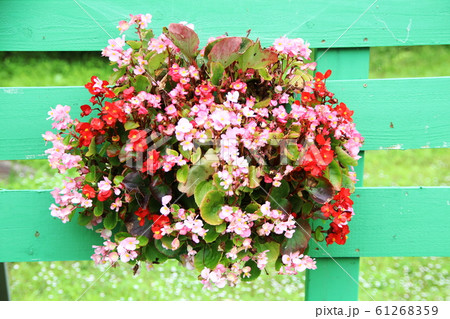 青い板壁をバックにベコニアの花束 61268359