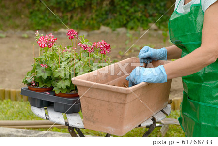 woman potting geranium flowers 61268733