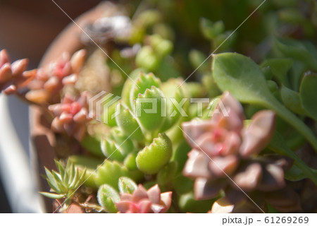 多肉植物の寄せ植え 多肉植物の寄せ植え 61269269