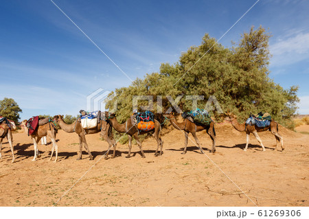 camel caravan in the sahara desert camel caravan in the sahara desert 61269306