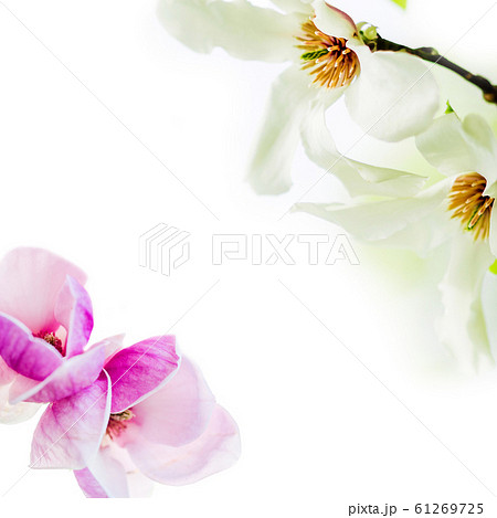 magnolia blossoming in two corners magnolia blossoming in two corners 61269725