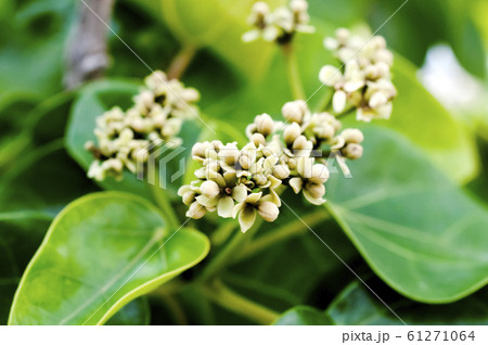 ハスノハギリの花 61271064