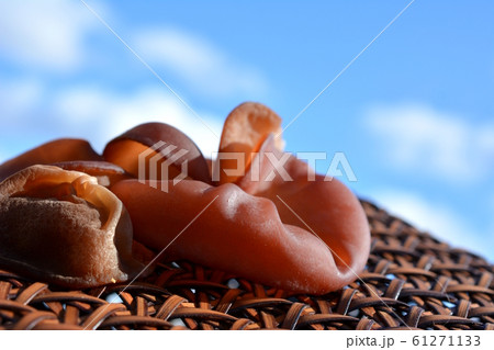 プリップルッ食感の生きくらげ、アラゲキクラゲ、食材イメージ素材 プリップルッ食感の生きくらげ、アラゲキクラゲ、食材イメージ素材 61271133