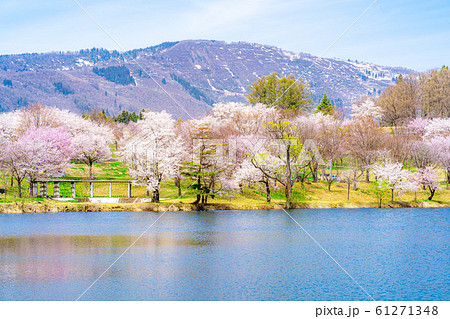長峰スポーツ公園の桜　【長野県】 61271348
