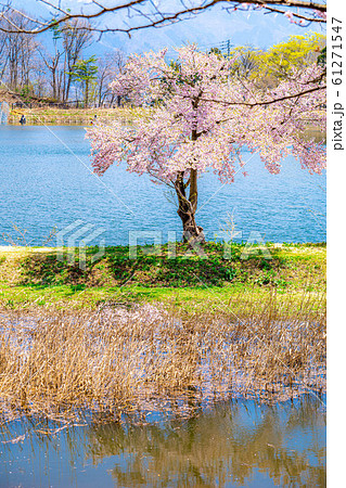 長峰スポーツ公園の桜　【長野県】 61271547