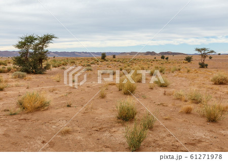 dry grass and lonely trees in the Sahara desert, 61271978