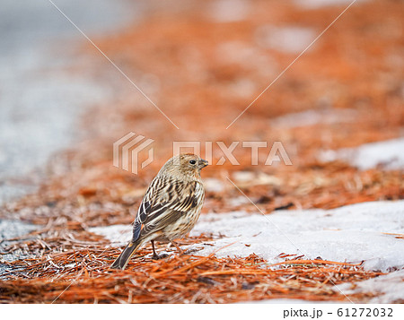 オオマシコのメス 61272032