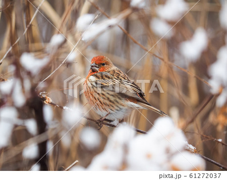 オオマシコのメス 61272037