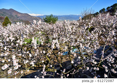 長野県千曲市　満開のあんずの里 61272087