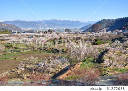 長野県千曲市　満開のあんずの里 61272088