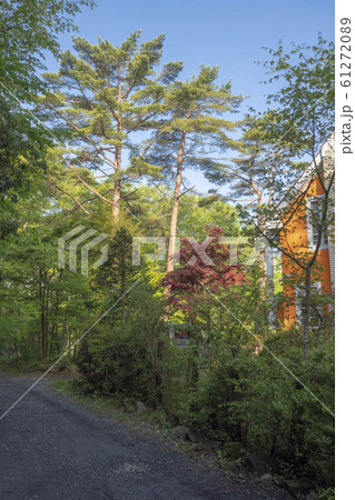 山中湖村の木立 61272089