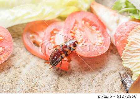 The problem in the house because of cockroaches 61272856