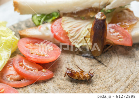 The problem in the house because of cockroaches 61272898