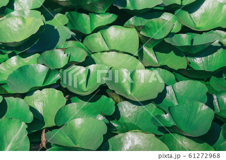 Lotus leaves with drops of water. Oriental garden. 61272968