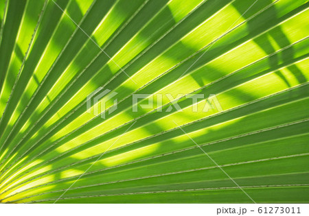 Palm leaves texture with shadow. 61273011
