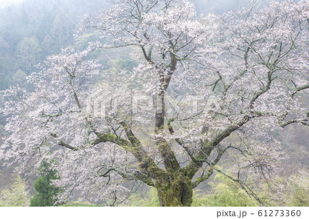 長野県阿智村 駒つなぎの桜 霧に包まれた桜の写真素材