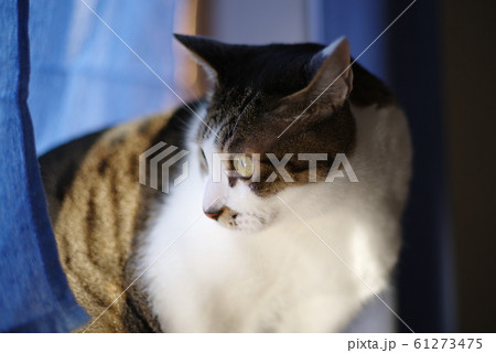 猫ちゃん 61273475