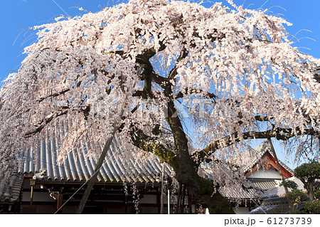 【愛知県犬山市】円明寺のしだれ桜 61273739