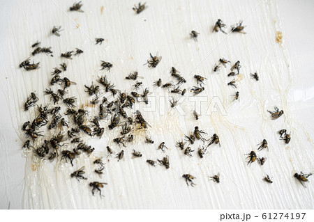 Close up of Many fly on the white background, Dirty insect and dead fly on the floor, Insect that carries disease and carrion of fly. Close up of Many fly on the white background, Dirty insect and dead fly on the floor, Insect that carries disease and carrion of fly. 61274197