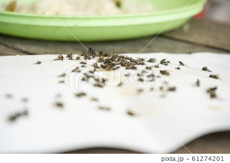 Close up of Many fly on the white background,  Dirty insect and dead fly on the floor,  Insect that carries disease and carrion of fly. 61274201
