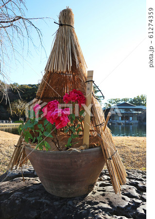 愛知県 名古屋市 徳川園 牡丹 愛知県 名古屋市 徳川園 牡丹 61274359
