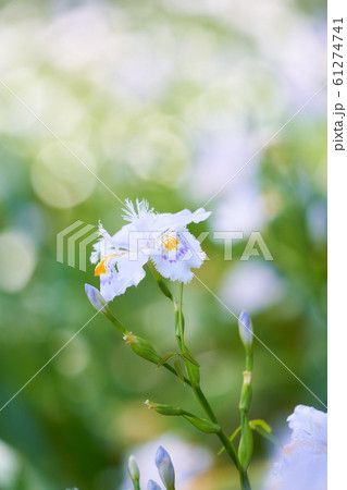 シャガの花 シャガの花 61274741