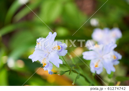 シャガの花 シャガの花 61274742