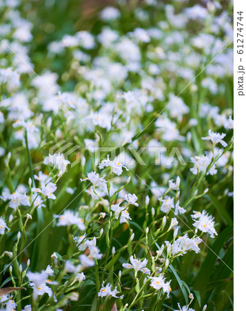 群生するシャガの花 61274744
